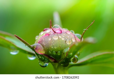 Peony bud with dew drops on it in the early morning - Powered by Shutterstock