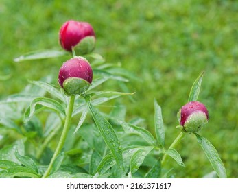 Peony Bud With Drops Of Water After A Spring Rain