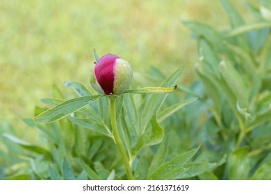 Peony Bud With Drops Of Water After A Spring Rain