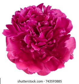 peony Bud petals red and pink color closeup isolated on white background