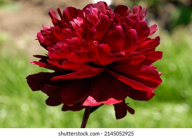 Peony 'Chippewa' With Double Dark Red Flower