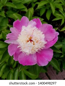 Peony Cora Stubbs Pink And White Flower