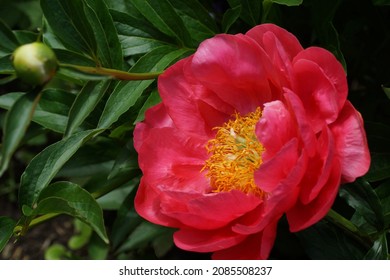  Peony Coral Charm.  Semi-double pink peony flower.  Horizontal photo.                              - Shutterstock ID 2085508237
