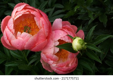 Peony Coral Charm.  Two flowers. Semi-double pink peony flower, Herbaceous Hybrid                               