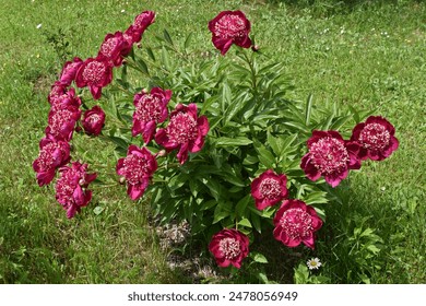Peony cultivar ‘Ada Niva’. Peony bush in a greenery, flowering with burgundy red flowers