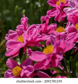 Peony Dancing Butterfly - Fen Yu Nu - In Garden Close Up