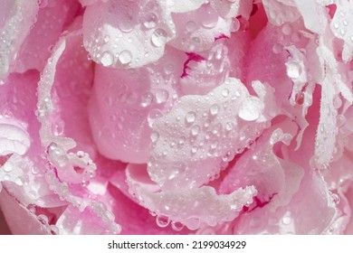  Peony in drops of water. Background with flowers petals. Pink peony flower in dew drops. Macro close-up. Hight quality photo - Shutterstock ID 2199034929