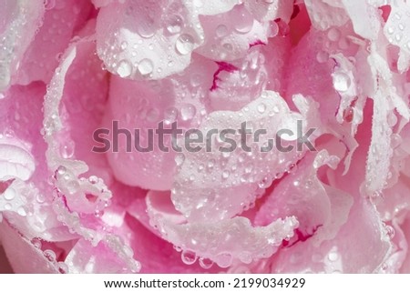  Peony in drops of water. Background with flowers petals. Pink peony flower in dew drops. Macro close-up. Hight quality photo