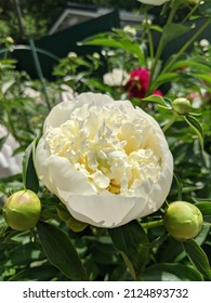 Peony "Duchesse de Nemours", which has a creamy-white color at the stage of dissolution with a slight yellowish-greenish illumination in the depths of the flower, when opened, it becomes snow-white!
 - Shutterstock ID 2124893732