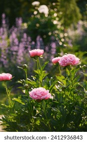 Peony "Etched salmon" blooming in summer garden in composition with nepeta