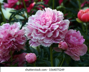    Peony  The Fawn. Double Pink Peony Flower. Paeonia Lactiflora (Chinese Peony Or Common Garden Peony). 
                             