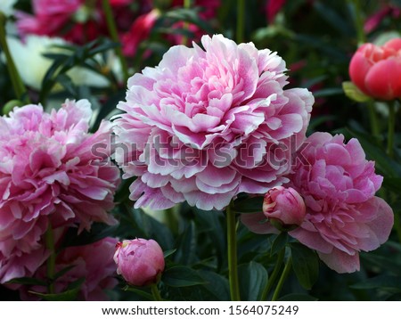    Peony  The Fawn. Double pink peony flower. Paeonia lactiflora (Chinese peony or common garden peony). 
                             