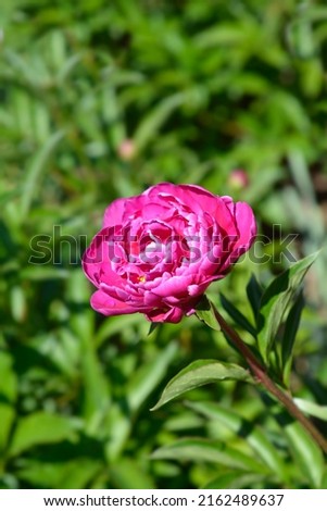 Peony Felix Crousse flower - Latin name - Paeonia lactiflora Felix Crousse