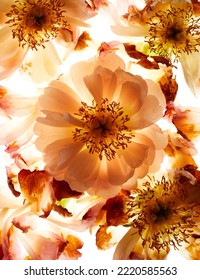 Peony Flower Arrangement Isolated On White Background