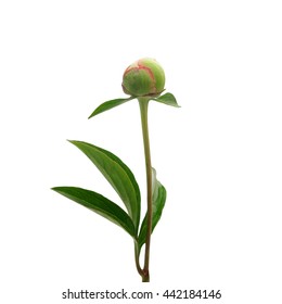 Peony Flower Bud Isolated On White Background