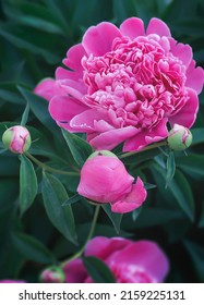 Peony Flower Close Up, Dreamy Effect