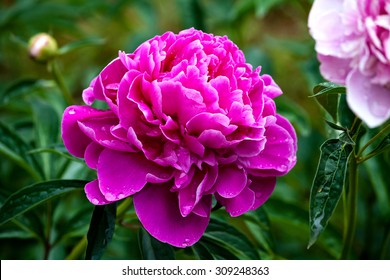 Peony Flower, Close-up