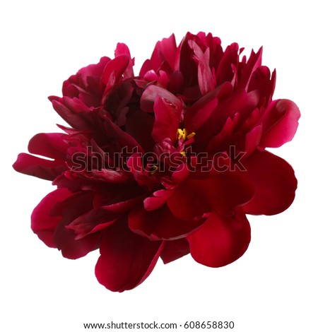 Peony flower of dark burgundy color isolated on white background.