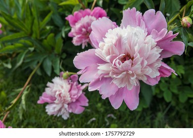 芍薬 の画像 写真素材 ベクター画像 Shutterstock