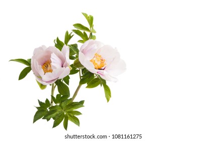 Peony Flower Isolated On White Background