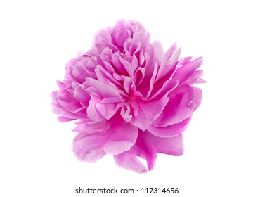 Peony Flower Isolated On White Background