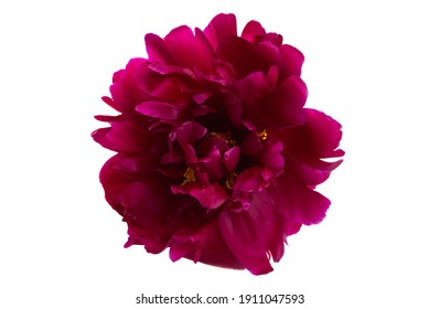 Peony Flower Isolated On White Background 