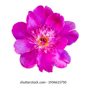 Peony Flower Isolated On White Background.