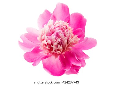 Watercolor Hand Drawn Illustration Pink Peony Stock Illustration ...