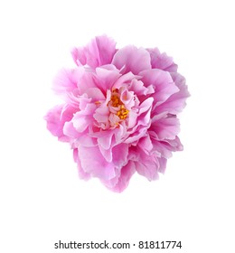 Peony Flower Isolated On White Background