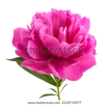 Peony flower   isolated on white background