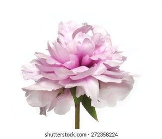 Peony flower on white background, peony flower - Shutterstock ID 272358224