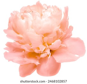 Peony  flower  on a  white isolated background with clipping path. Closeup. For design. Nature.  - Powered by Shutterstock