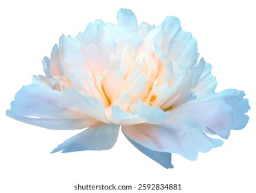 Peony flower  on  a white isolated background.  For design. 