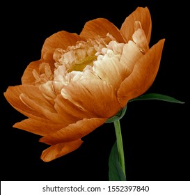 peony flower orange Flower with green leaves on a stem isolated on black background. No shadows with clipping path. Close-up. Nature.                               