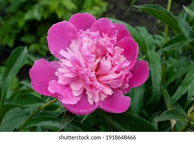 牡丹花图片 库存照片和矢量图 Shutterstock