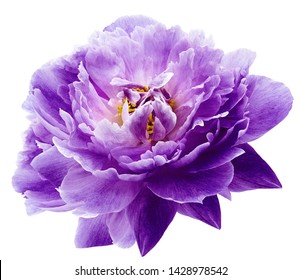 Peony flower purple on a white isolated background with clipping path. Nature. Closeup no shadows. Garden flower.  - Shutterstock ID 1428978542