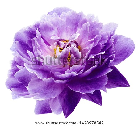 Peony flower purple on a white isolated background with clipping path. Nature. Closeup no shadows. Garden flower. 