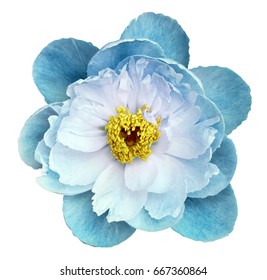 Peony Flower Turquoise On A White Isolated Background With Clipping Path. Nature. Closeup No Shadows. Garden Flower. 