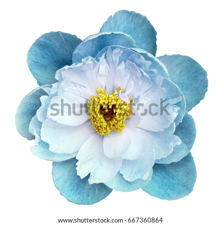 Peony flower turquoise on a white isolated background with clipping path. Nature. Closeup no shadows. Garden flower. 