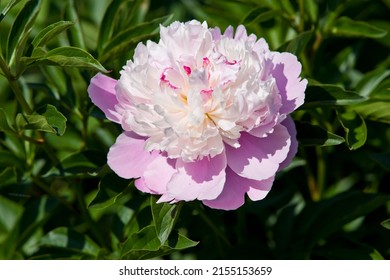 Peony Flower With White And Pink Petals Is In Bloom.
The Name Of This Peony Is Sorbet.
Scientific Name Is Paeonia Lactiflora.