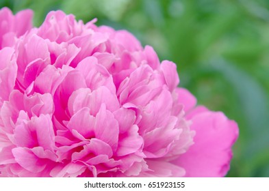 Peony flowers - Shutterstock ID 651923155
