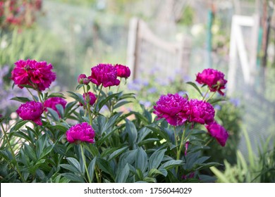 Peony Flowers At The Community Garden