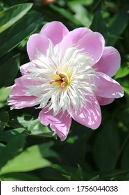 Peony Flowers At The Community Garden