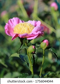 Peony Flowers At The Community Garden