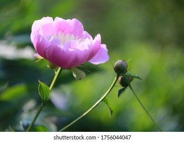 Peony Flowers At The Community Garden