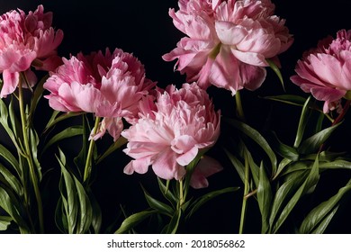 Peony Flowers In Flat Lay On Dark Background. Beautiful Moody Flower Arrangement Close Up. Top View.