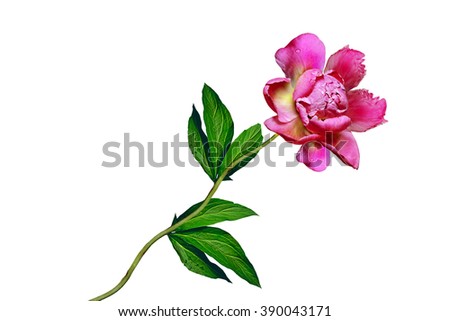 Similar – Image, Stock Photo Stems and leaves