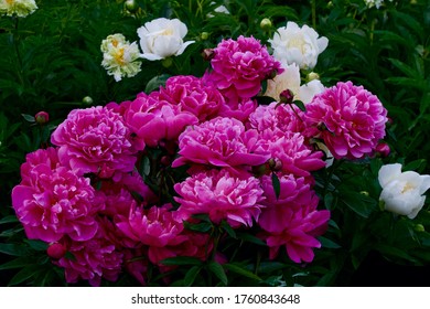 Peony flowers on a background of leaves.
