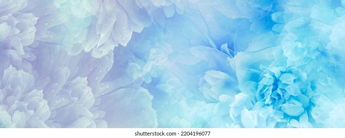Peony flowers and peony petals after rain.    Floral background.  Close-up. Nature. - Shutterstock ID 2204196077