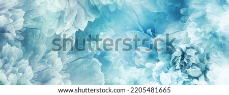 Peony flowers and peony petals after rain.    Floral blue background.  Close-up. Nature.